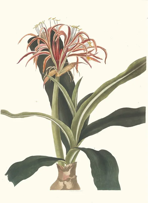Crinum Hybridum Pedunculatum And Zeylanicum Wall Art by Priscilla Susan Bury - High-Resolution Digital Print