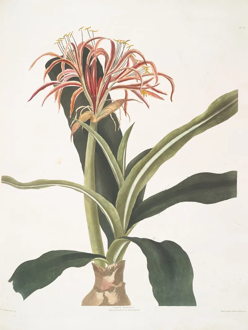 Crinum Hybridum Pedunculatum Zeylanicum Wall Art by Priscilla Susan Bury - High-Resolution Digital Print