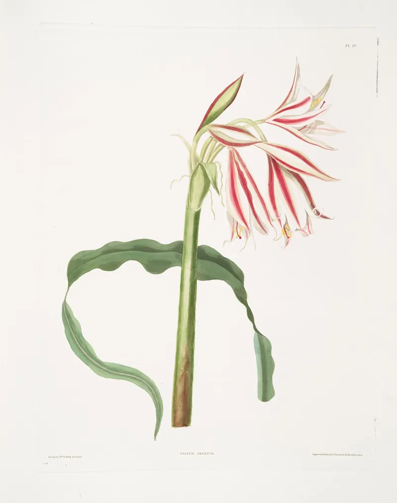 Crinum Ornatum 2 Wall Art by Priscilla Susan Bury - High-Resolution Digital Print