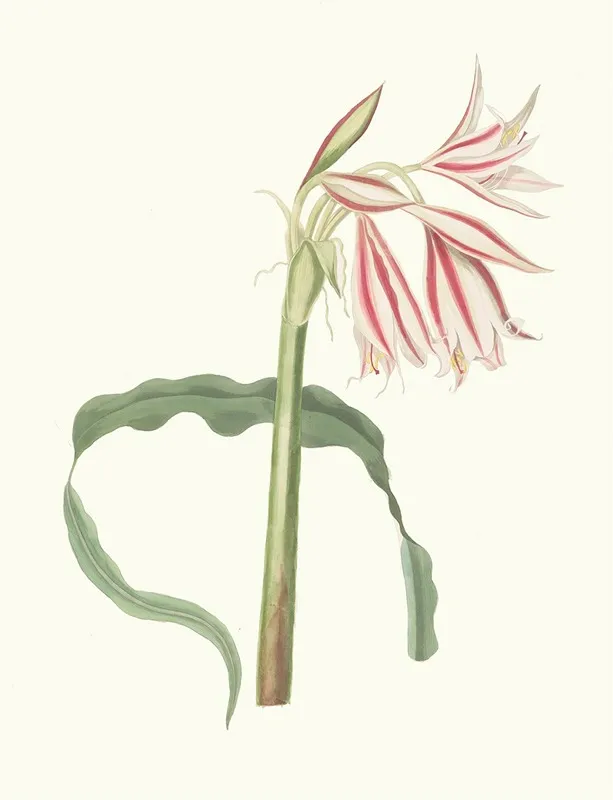 Crinum Ornatum Wall Art by Priscilla Susan Bury - High-Resolution Digital Print