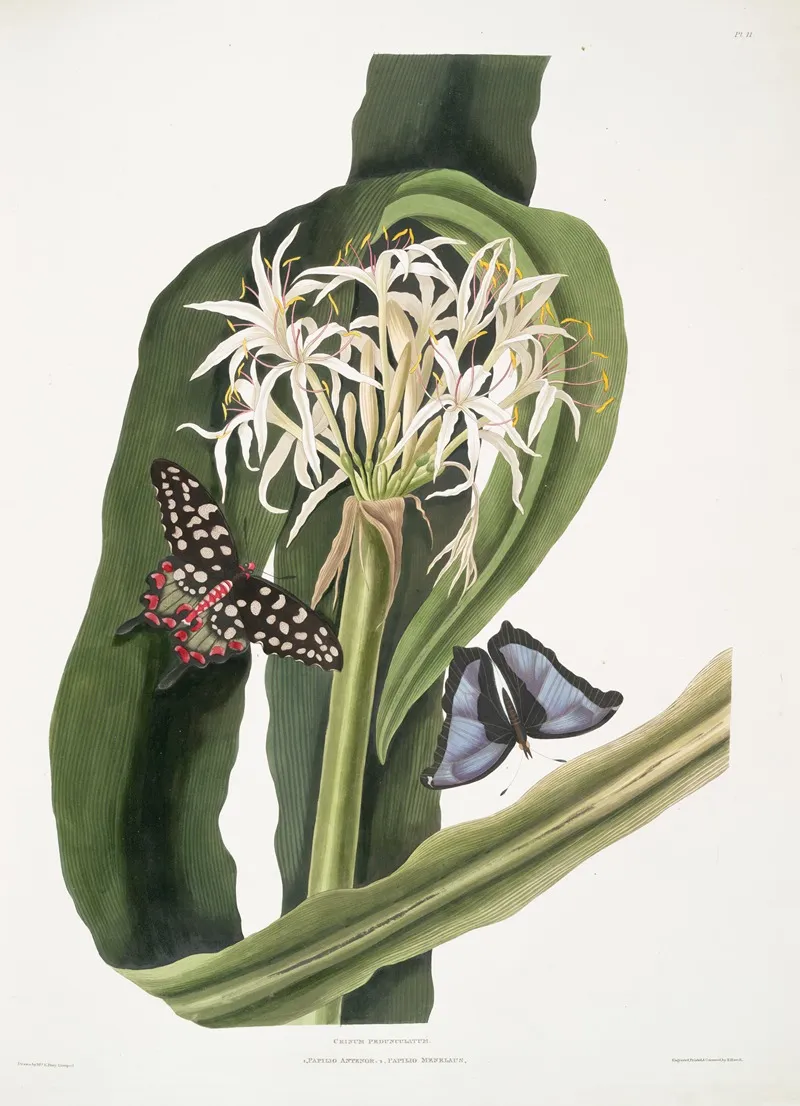 Crinum Pedunculatum River Lily 1 Papilio Antenor 2 Papilio Menelaus Butterflies Wall Art by Priscilla Susan Bury - High-Resolution Digital Print