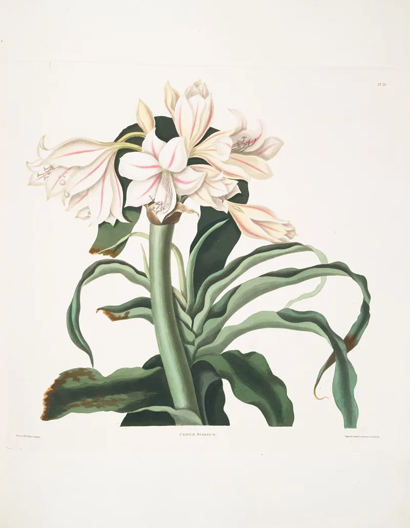 Crinum Scabrum 2 Wall Art by Priscilla Susan Bury - High-Resolution Digital Print