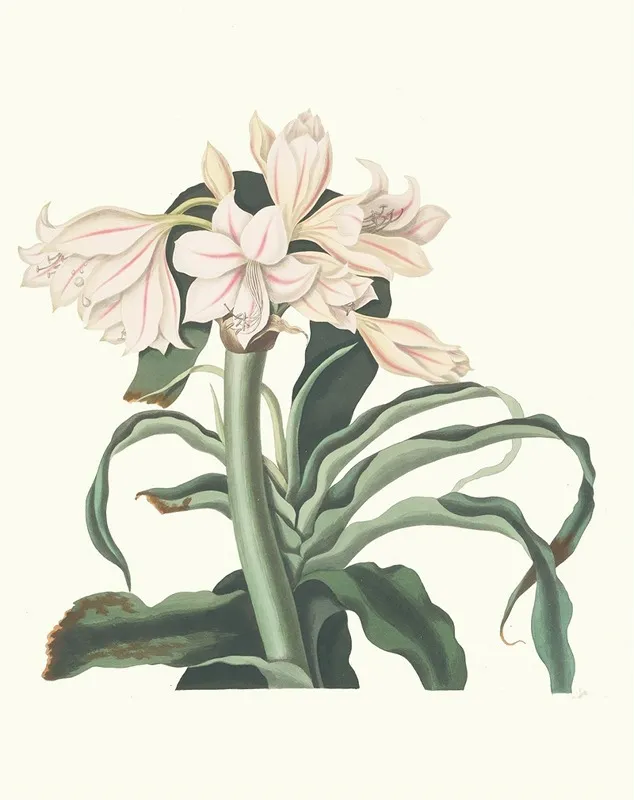 Crinum Scabrum Wall Art by Priscilla Susan Bury - High-Resolution Digital Print