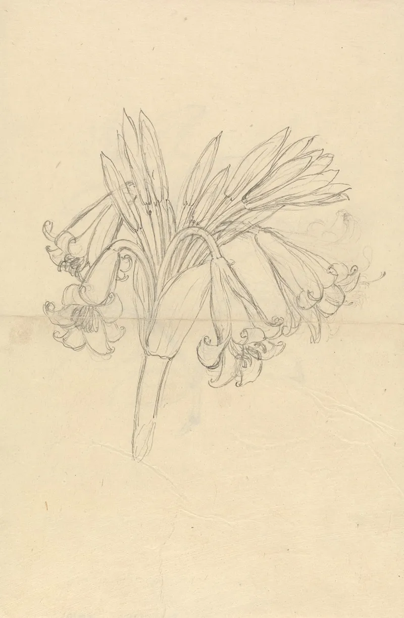 Crinum Schimperi