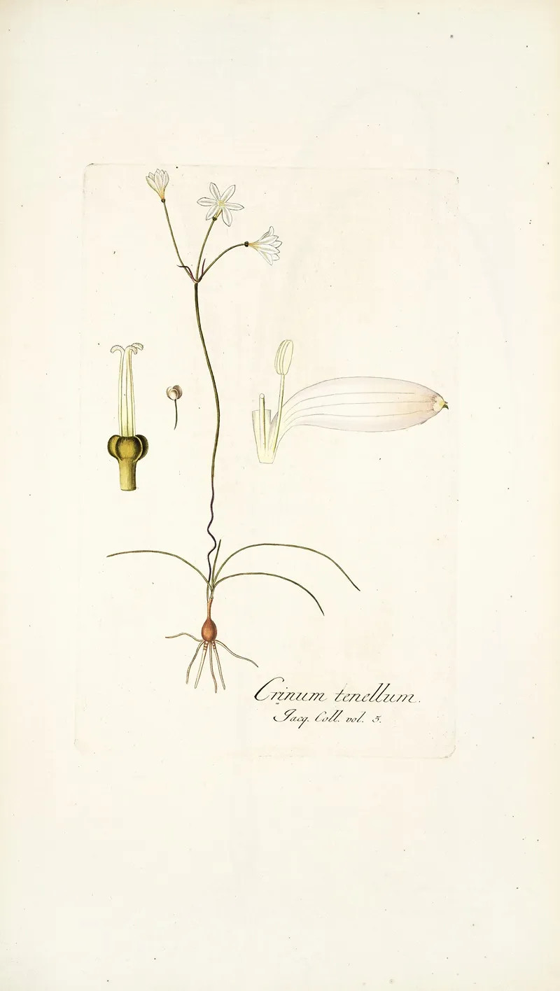 Crinum Tenellum Wall Art by Nikolaus Joseph Freiherr von Jacquin - High-Resolution Digital Print