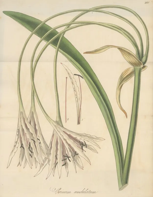 Crinum Undulatum Wall Art by William Jackson Hooker - High-Resolution Digital Print