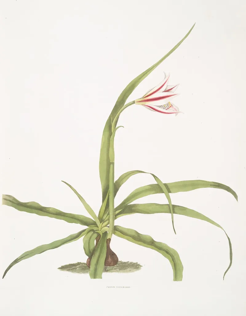 Crinum Yuccaeides 2 Wall Art by Priscilla Susan Bury - High-Resolution Digital Print