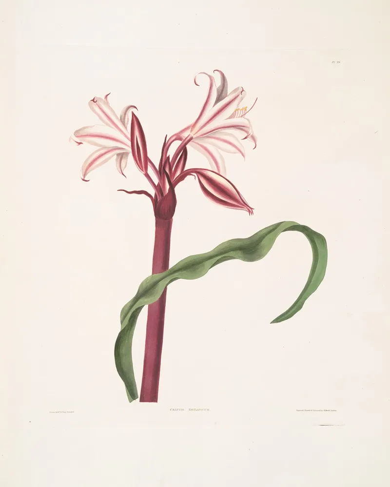 Crinum Zeylanicum Ceylon Swamplily Milk And Wine Lily Wall Art by Priscilla Susan Bury - High-Resolution Digital Print