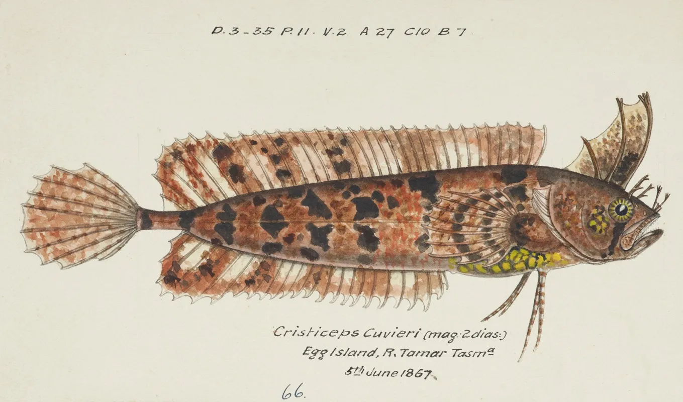 Cristiceps Australis Tas Weedfish