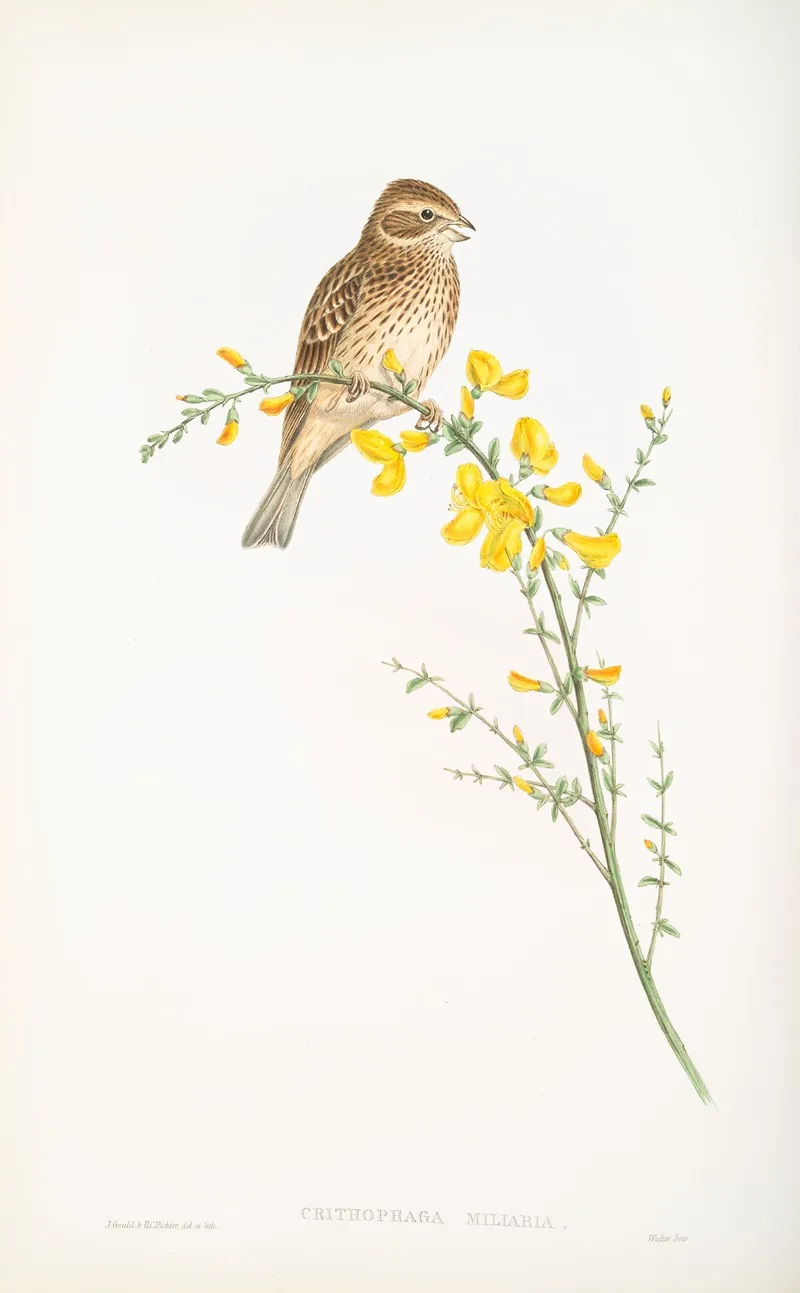 Crithophaga Miliaria Common Bunting Wall Art by John Gould - High-Resolution Digital Print