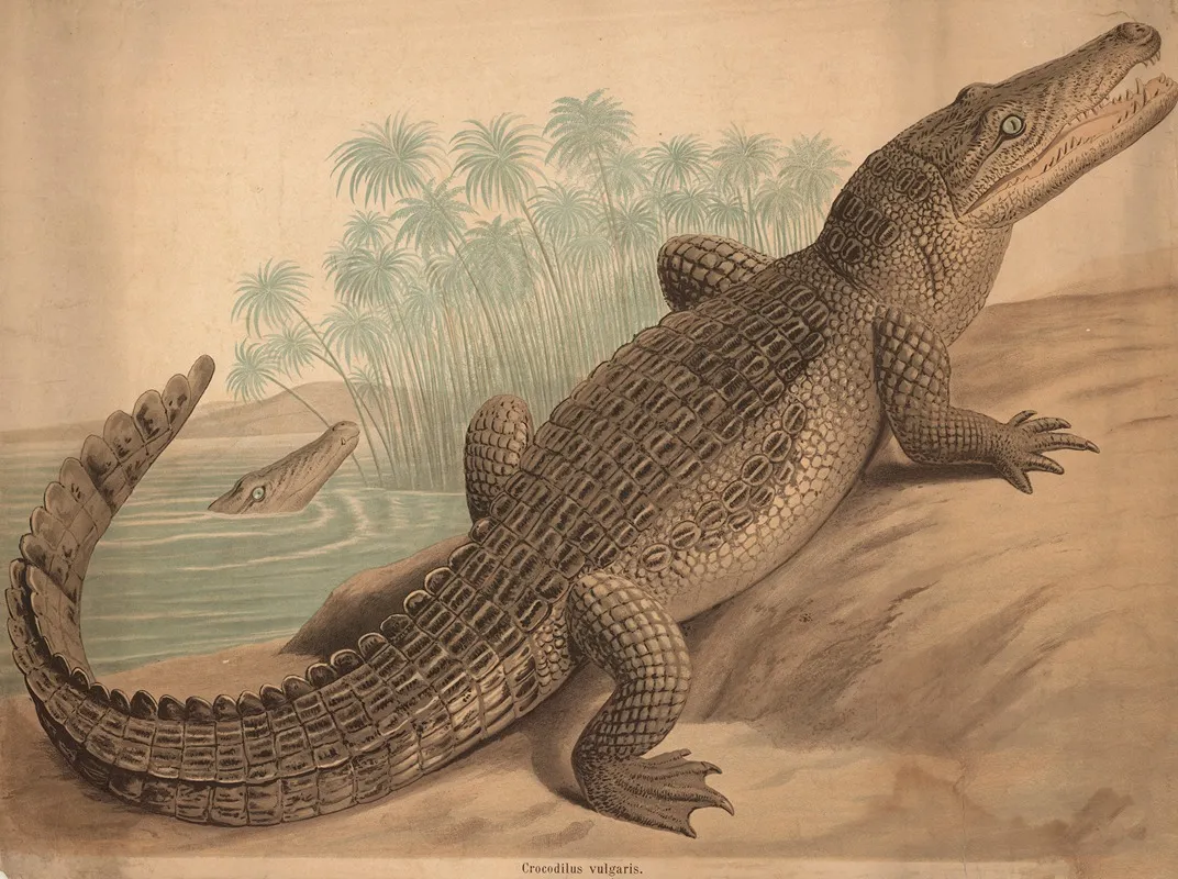 Crocodile Crocodilus Vulgaris Wall Art by H. Springer - High-Resolution Digital Print