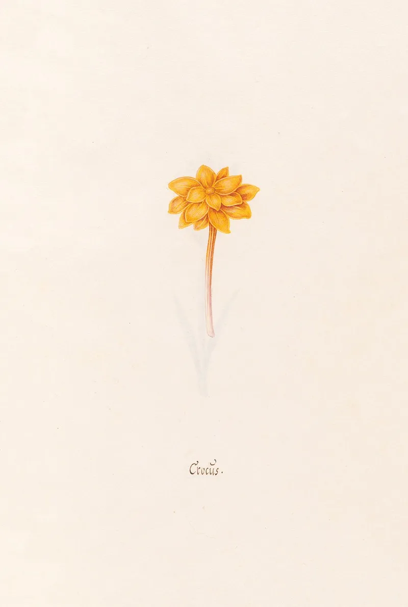 Crocus 5 Wall Art by Magdelena Rosina Funck - High-Resolution Digital Print