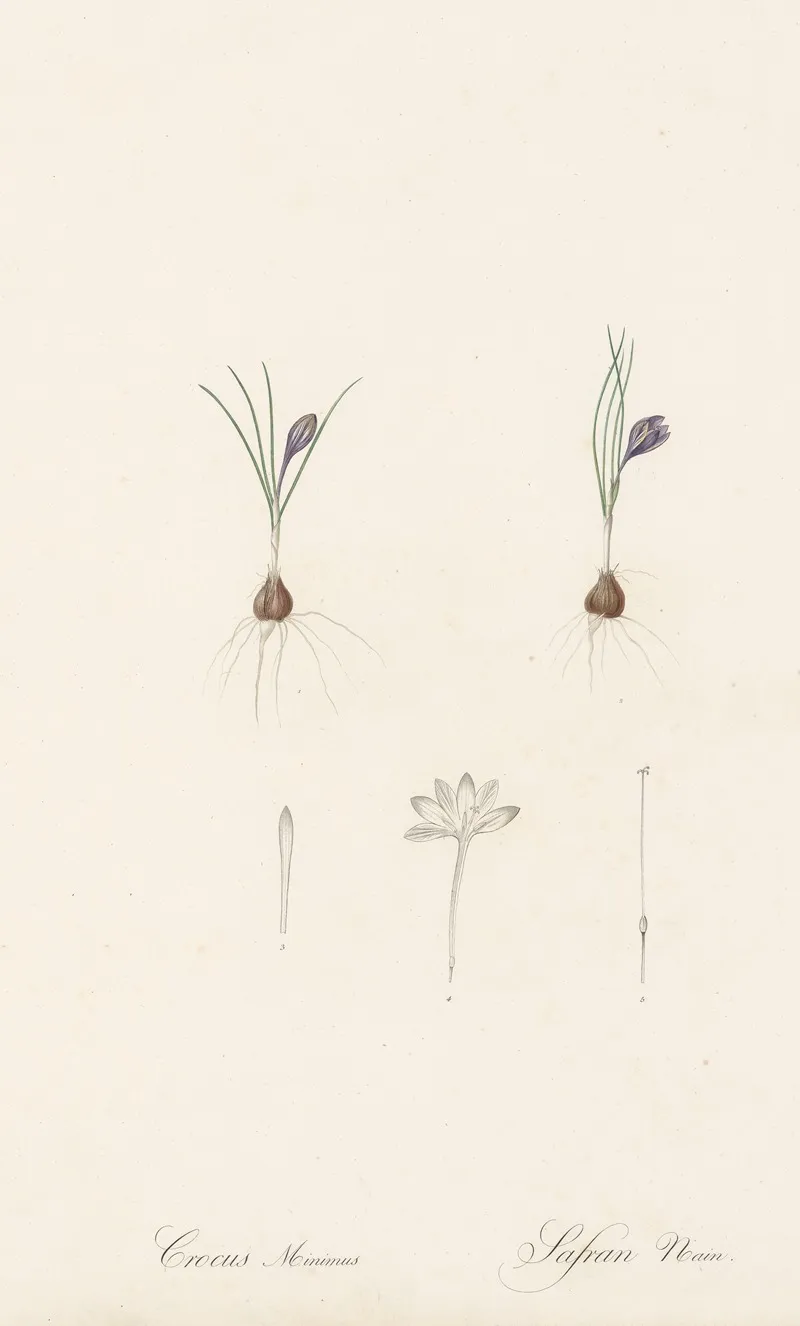Crocus Minimus Wall Art by Pierre Joseph Redouté - High-Resolution Digital Print