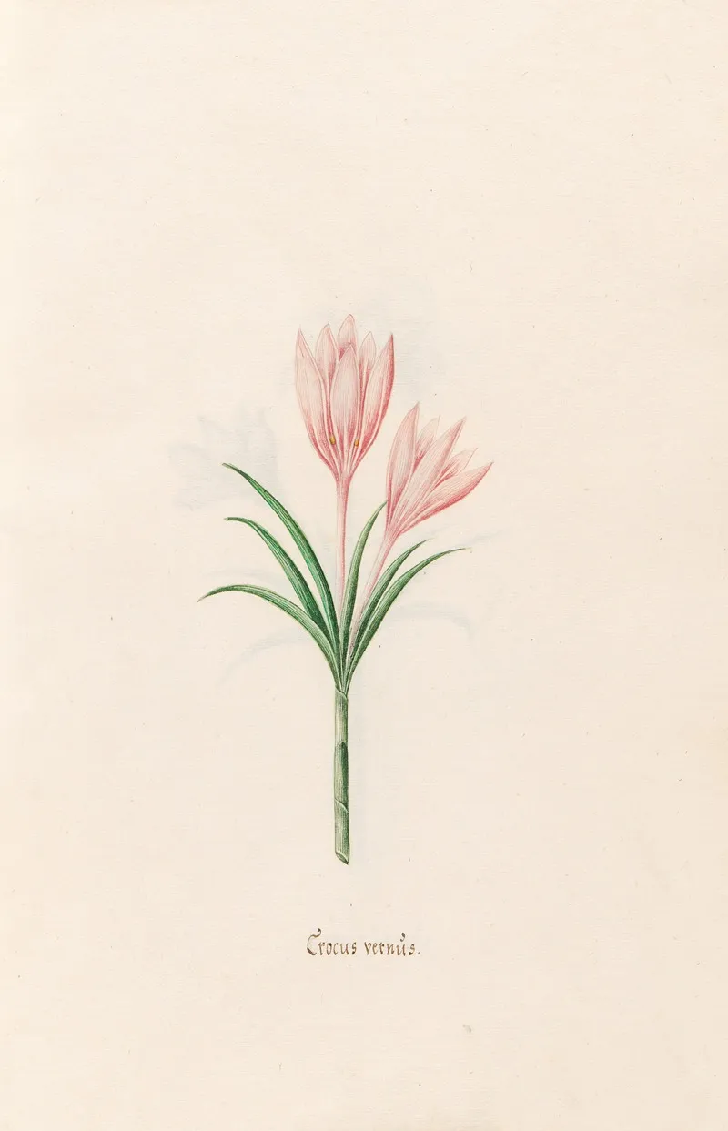 Crocus Vernus 2 Wall Art by Magdelena Rosina Funck - High-Resolution Digital Print