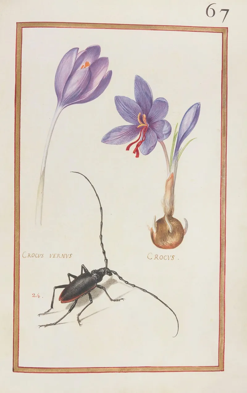 Crocus Vernus Crocus Wall Art by Daniel Rabel - High-Resolution Digital Print