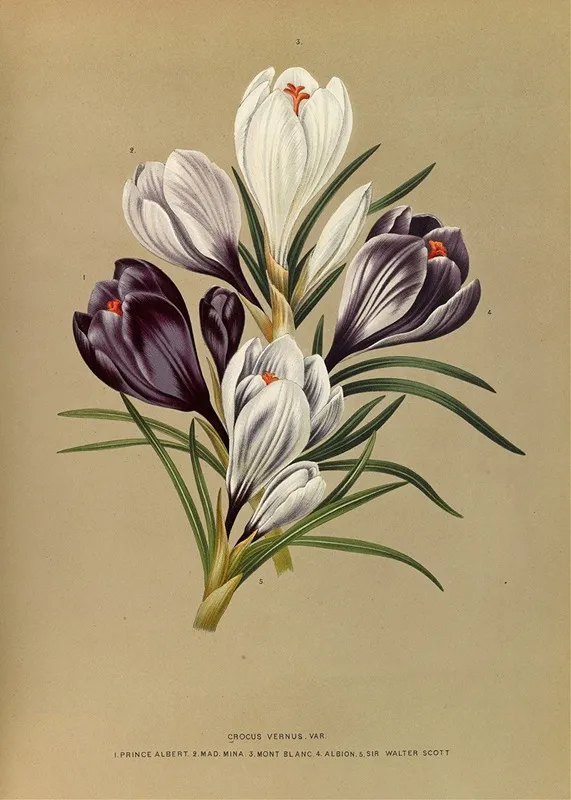 Crocus Vernus Var Wall Art by Arentina Hendrica Arendsen - High-Resolution Digital Print