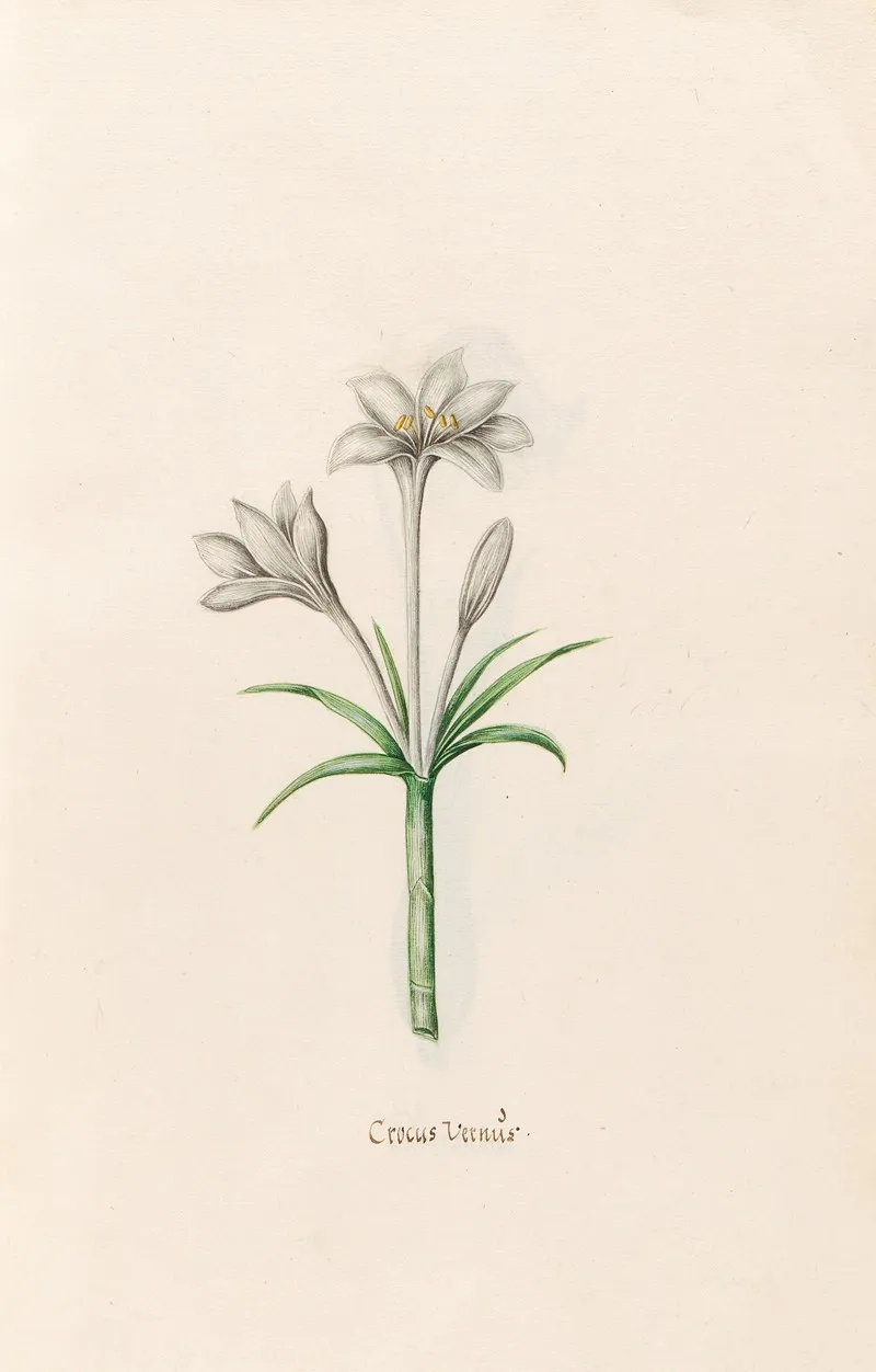 Crocus Vernus Wall Art by Magdelena Rosina Funck - High-Resolution Digital Print