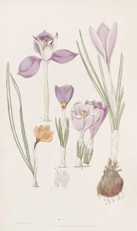 Crocuses 2 Wall Art by Sydenham Edwards - High-Resolution Digital Print