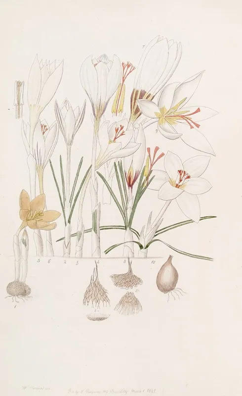 Crocuses 3 Wall Art by Sydenham Edwards - High-Resolution Digital Print