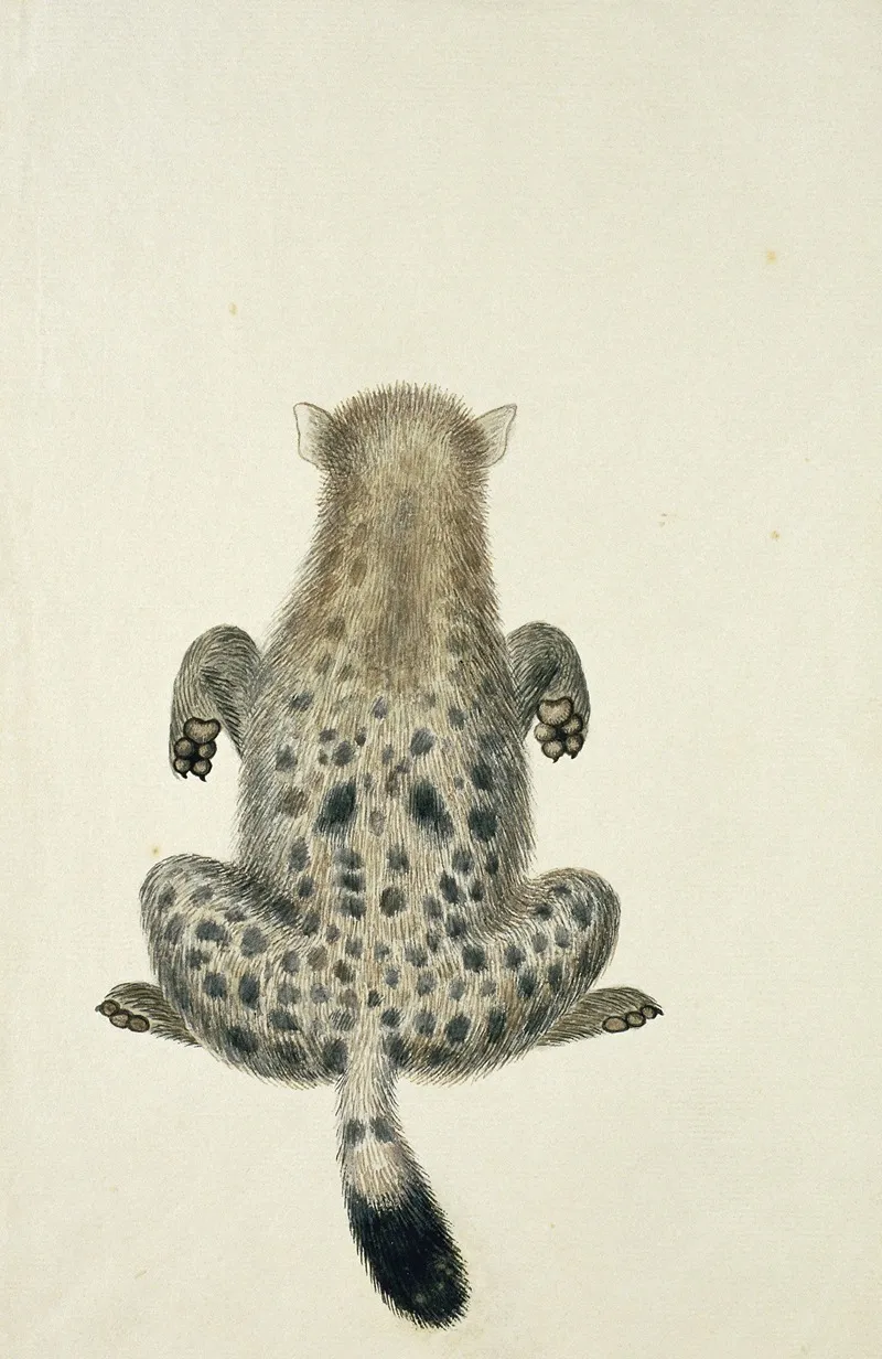 Crocuta Crocuta Spotted Hyena Wall Art by Robert Jacob Gordon - High-Resolution Digital Print