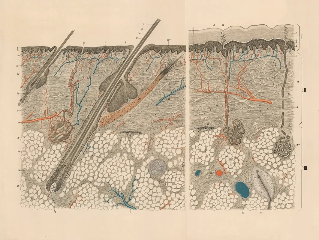 Cross Section Of Human Skin Wall Art by Franz Frohse - High-Resolution Digital Print
