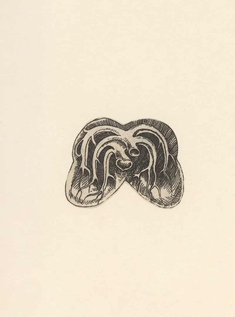 Cross Section Of Lungs