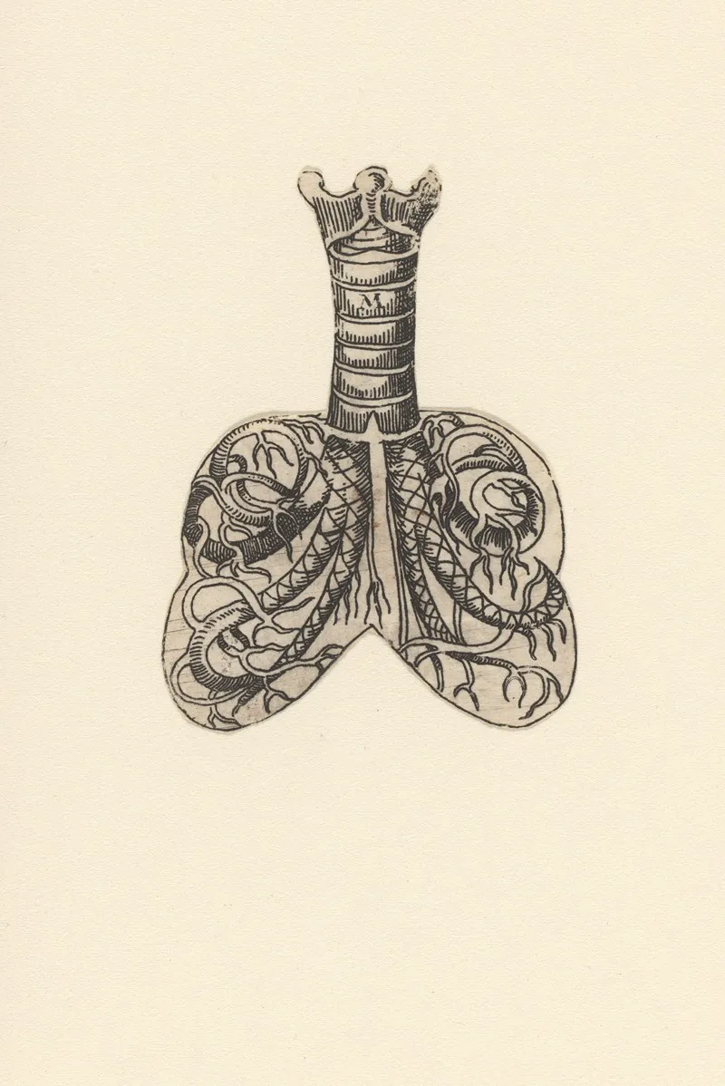 Cross Section Of Trachea And Lungs