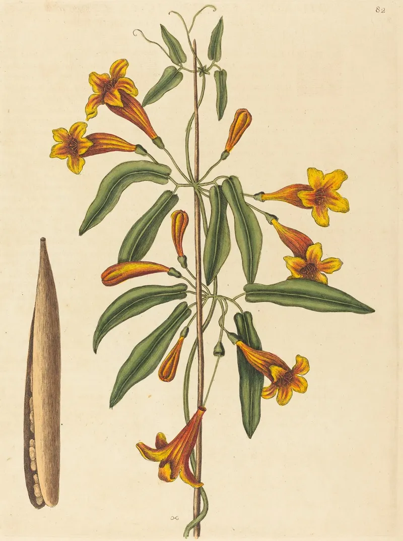 Cross Vine Bignonia Capreolata Wall Art by Mark Catesby - High-Resolution Digital Print