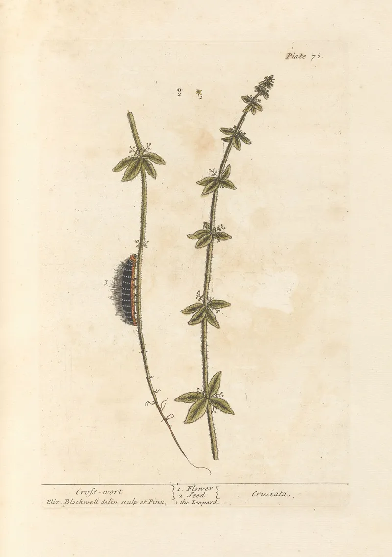 Cross Wort Wall Art by Elizabeth Blackwell - High-Resolution Digital Print