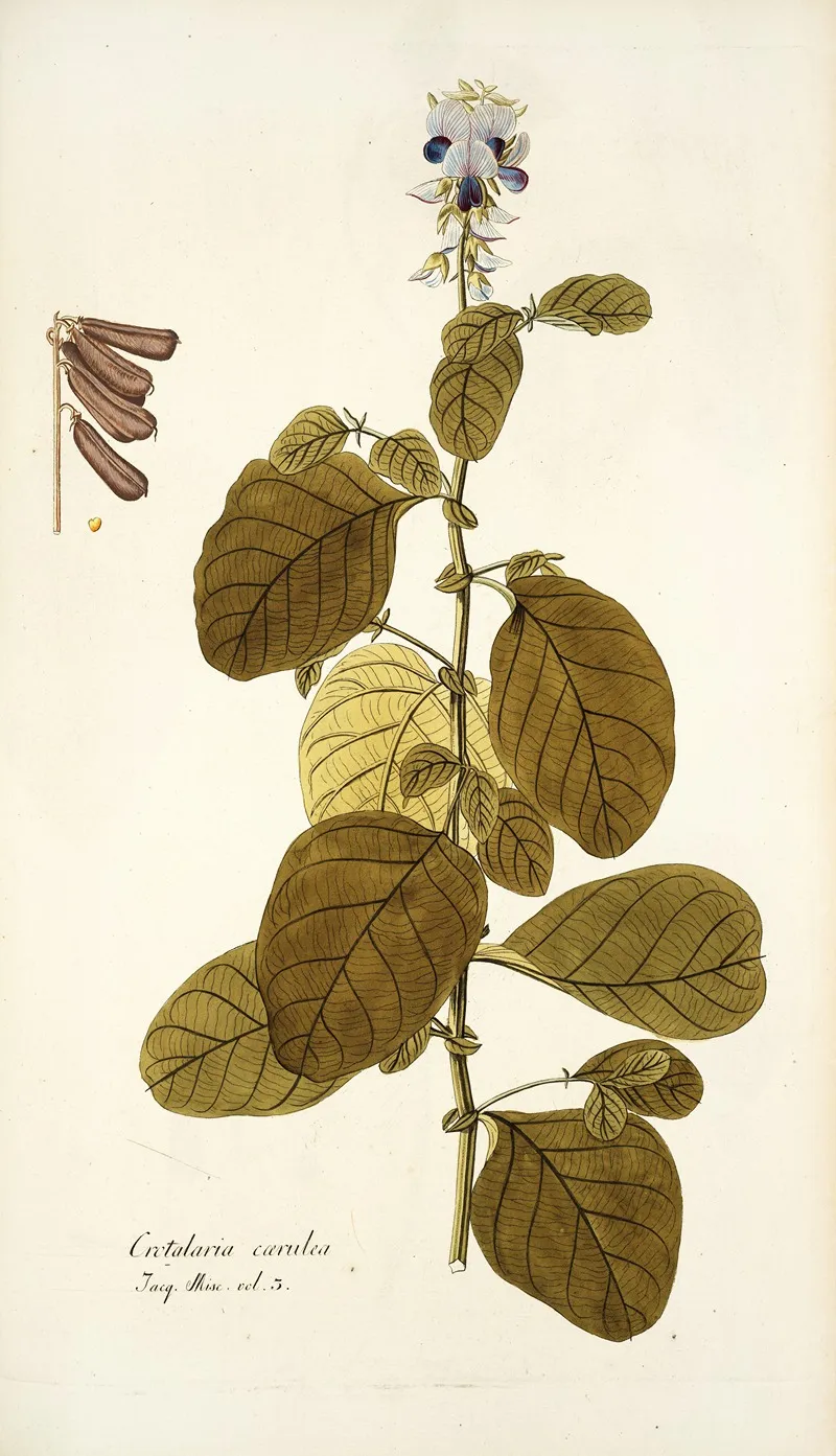 Crotalaria Coerulea Wall Art by Nikolaus Joseph Freiherr von Jacquin - High-Resolution Digital Print