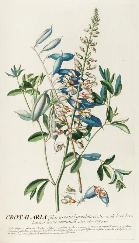 Crotalaria Ii Wall Art by Georg Dionysius Ehret - High-Resolution Digital Print