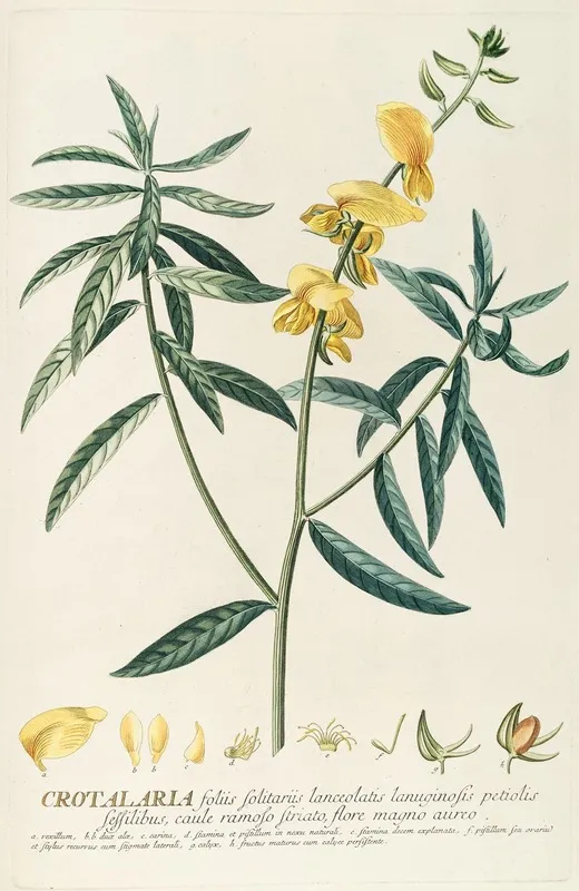 Crotalaria Wall Art by Georg Dionysius Ehret - High-Resolution Digital Print