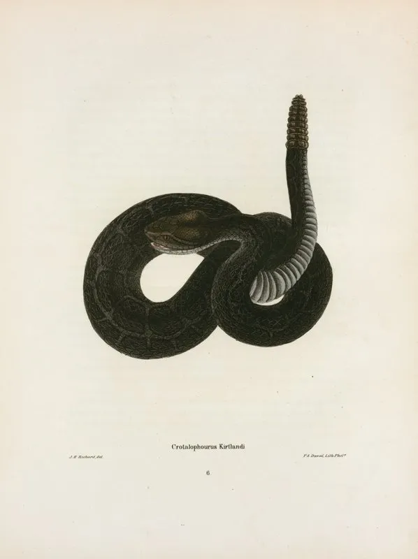 Crotalophorus Kirtlandi Wall Art by John Edwards Holbrook - High-Resolution Digital Print