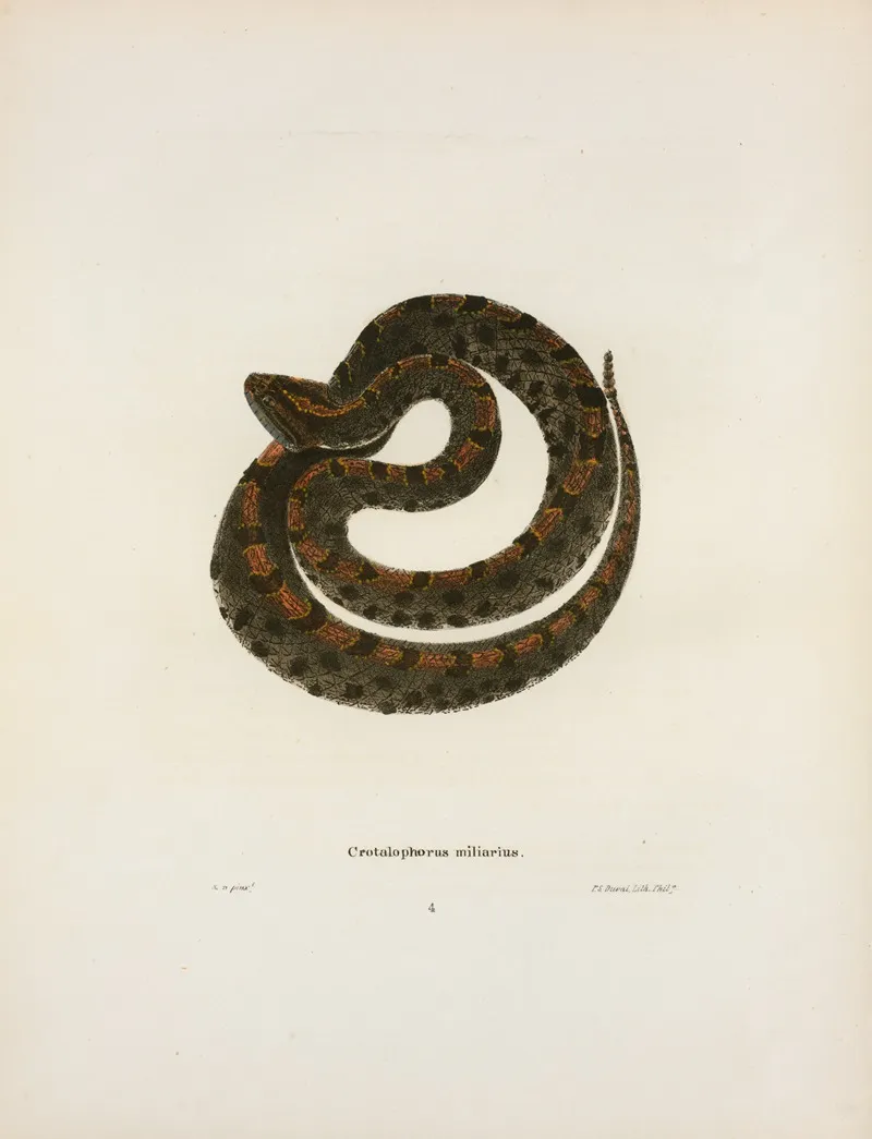 Crotalophorus Miliarius Wall Art by John Edwards Holbrook - High-Resolution Digital Print