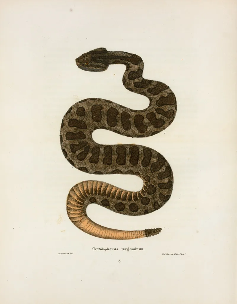 Crotalophorus Tergeminus Wall Art by John Edwards Holbrook - High-Resolution Digital Print
