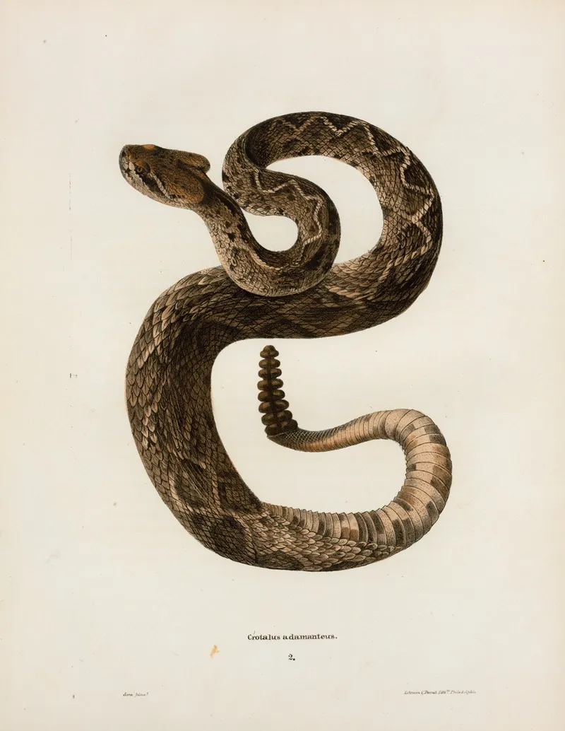 Crotalus Adamanteus Wall Art by John Edwards Holbrook - High-Resolution Digital Print