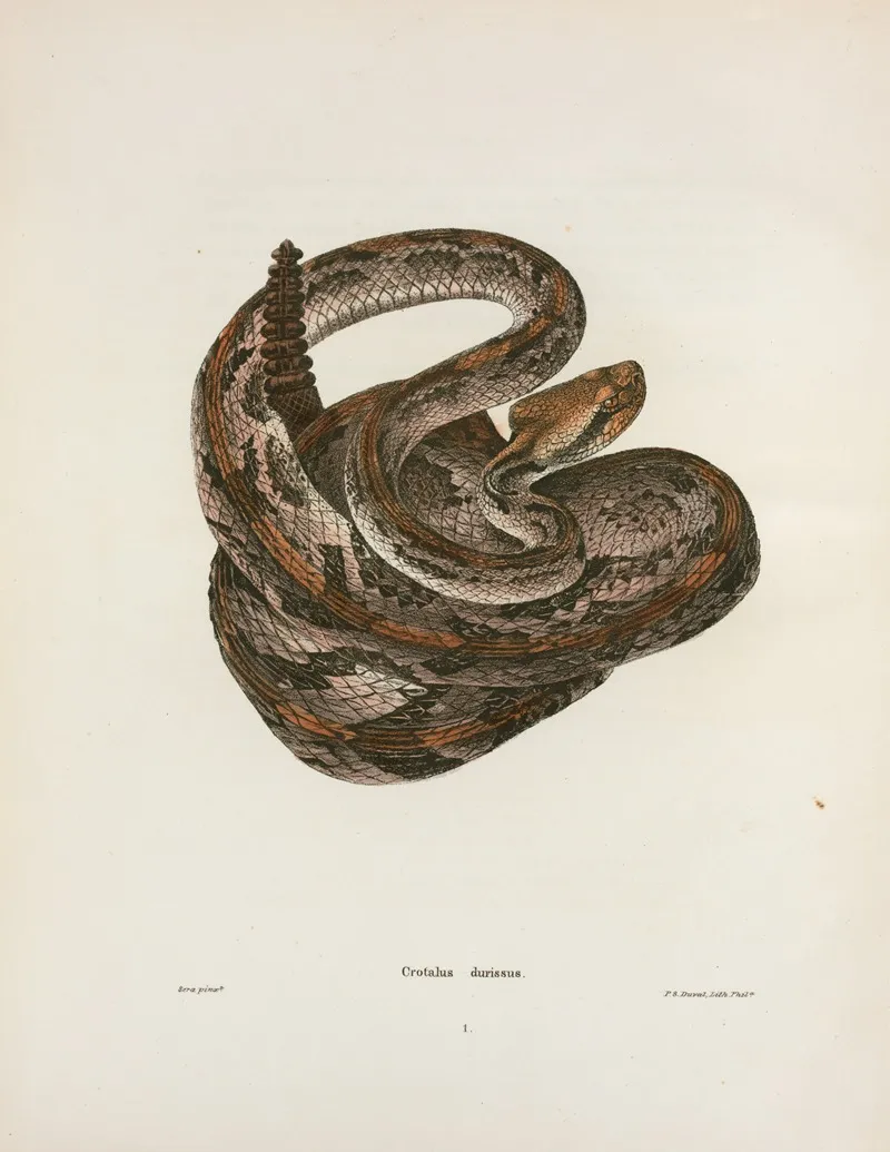 Crotalus Durissus Wall Art by John Edwards Holbrook - High-Resolution Digital Print