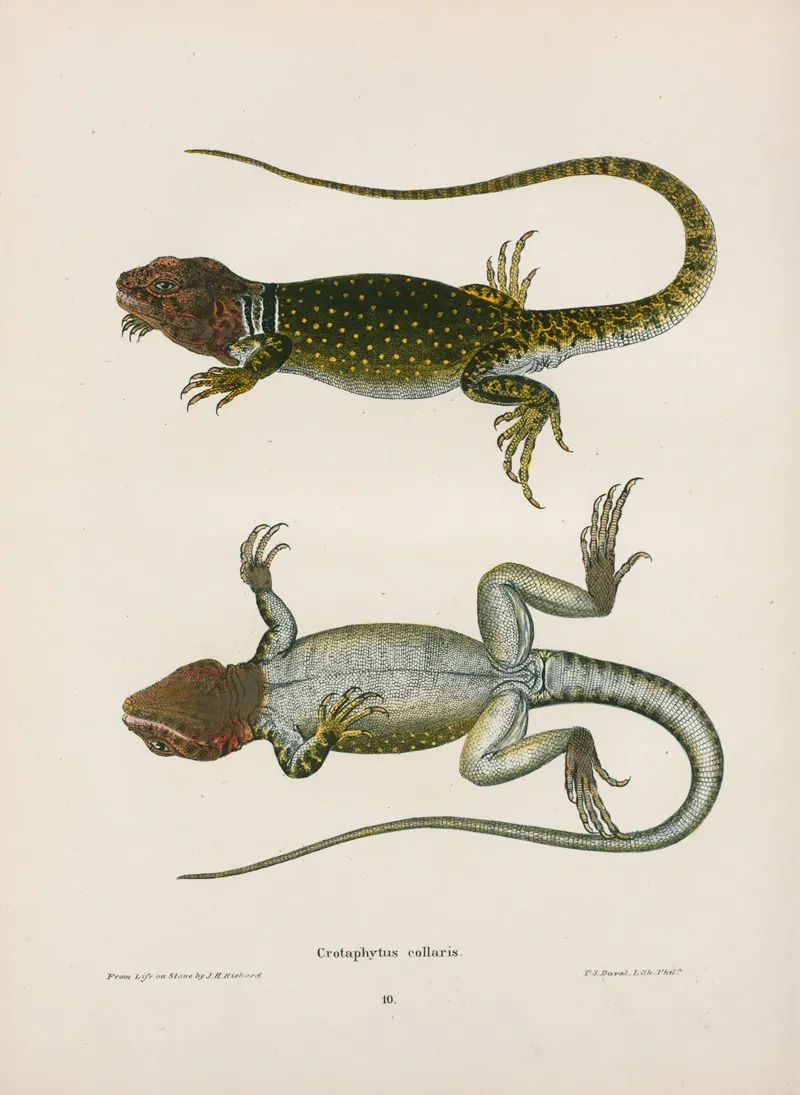 Crotaphytus Collaris Wall Art by John Edwards Holbrook - High-Resolution Digital Print