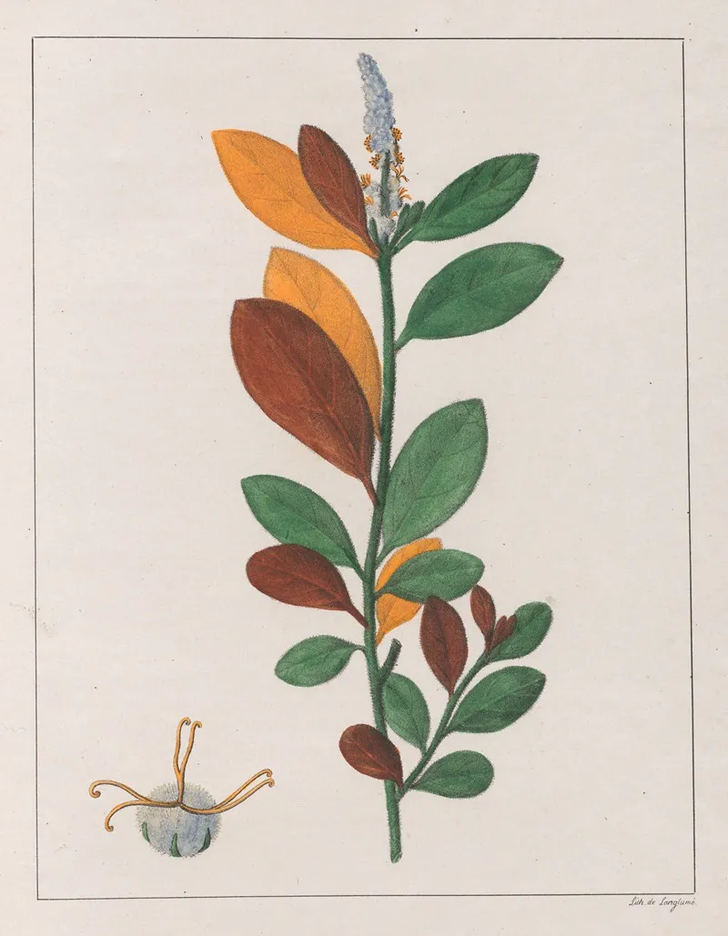 Croton Campestris Wall Art by Auguste de Saint-Hilaire - High-Resolution Digital Print