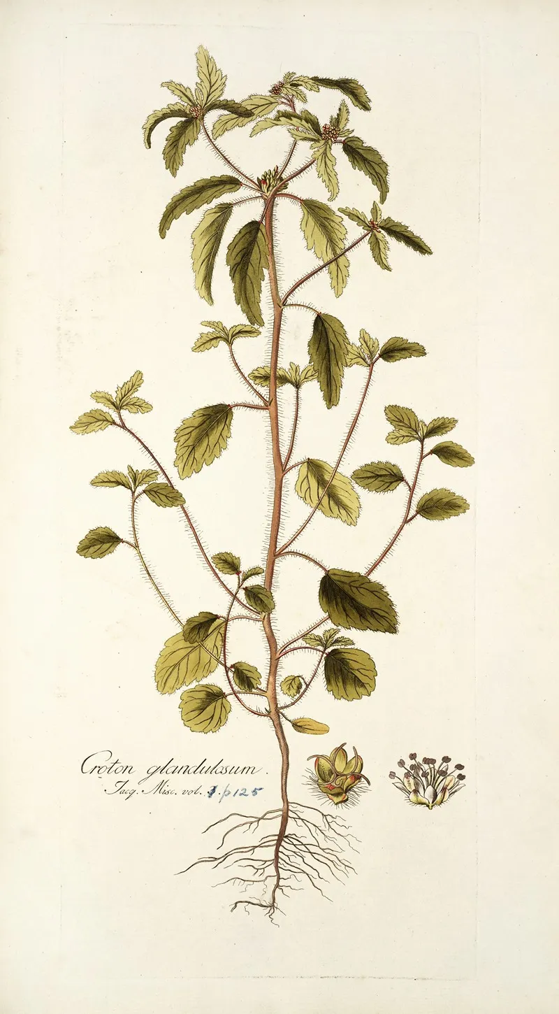 Croton Glandulosum Wall Art by Nikolaus Joseph Freiherr von Jacquin - High-Resolution Digital Print