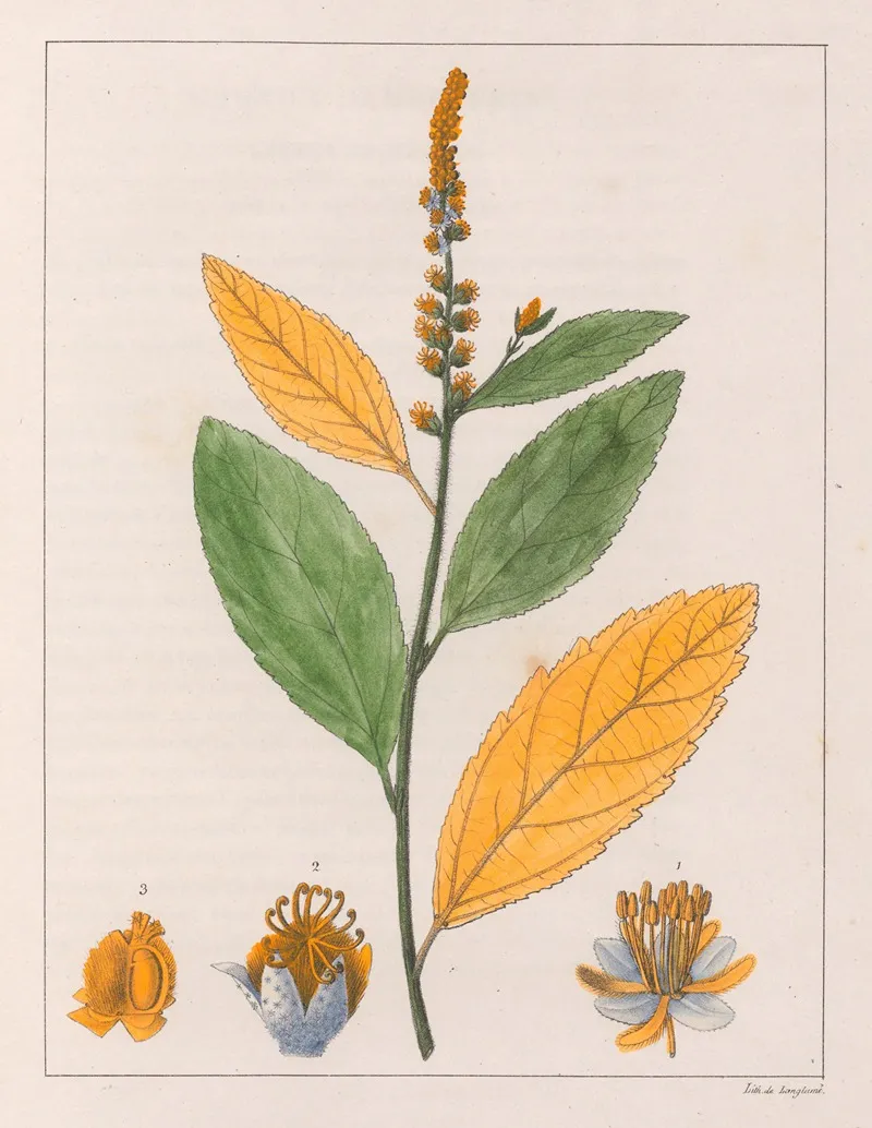 Croton Perdicipes Wall Art by Auguste de Saint-Hilaire - High-Resolution Digital Print