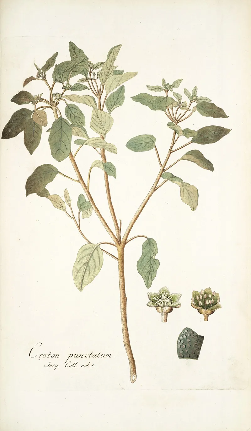 Croton Punctatum Wall Art by Nikolaus Joseph Freiherr von Jacquin - High-Resolution Digital Print