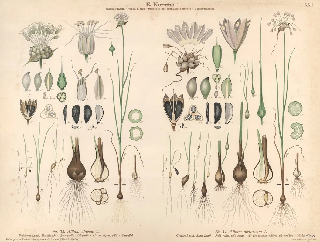 Crow Garlic Wild Garlic Field Garlic Wild Garlic Wall Art by Knut Quelprud - High-Resolution Digital Print