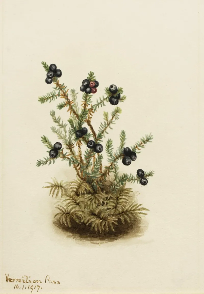 Crowberry Empetrum Nigrum 2