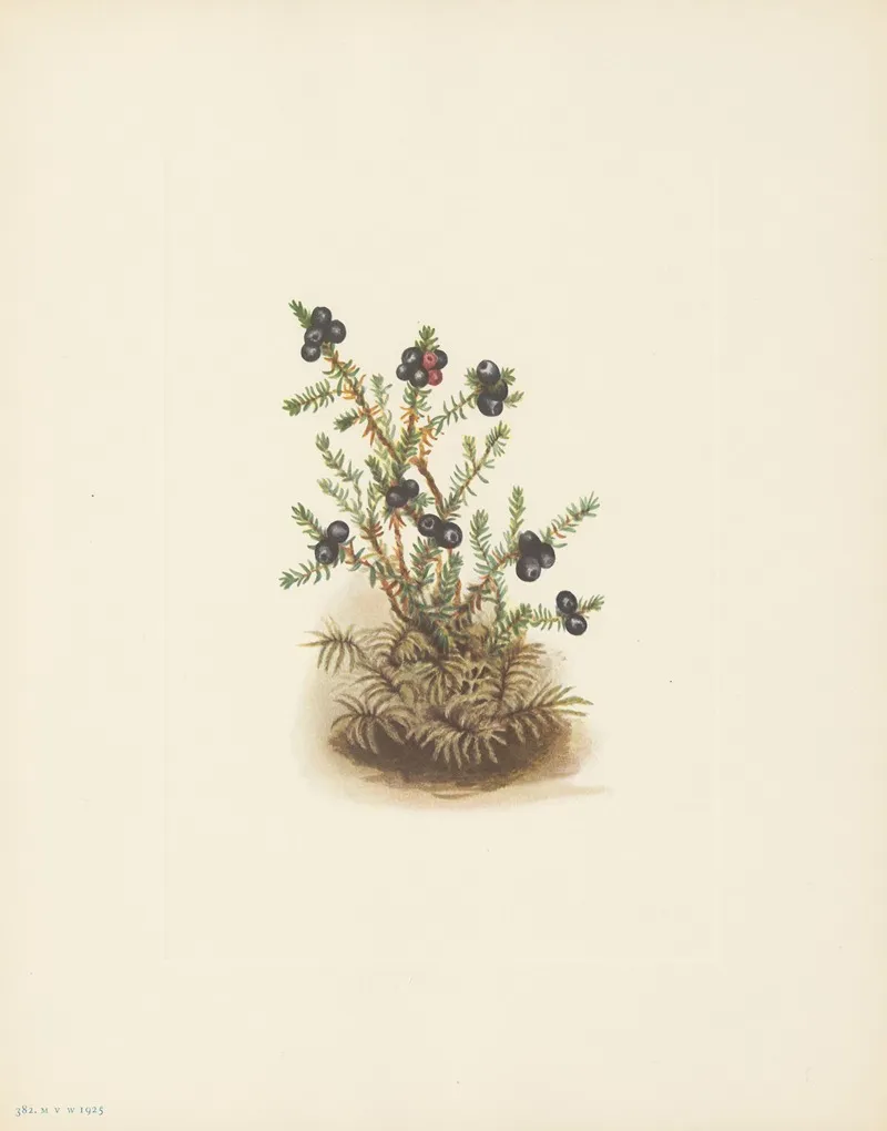 Crowberry Empetrum Nigrum 3