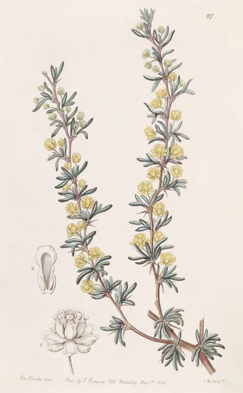 Crowberry Leaved Berberry Wall Art by Sydenham Edwards - High-Resolution Digital Print