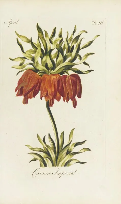 Crown Imperial Wall Art by Carington Bowles - High-Resolution Digital Print