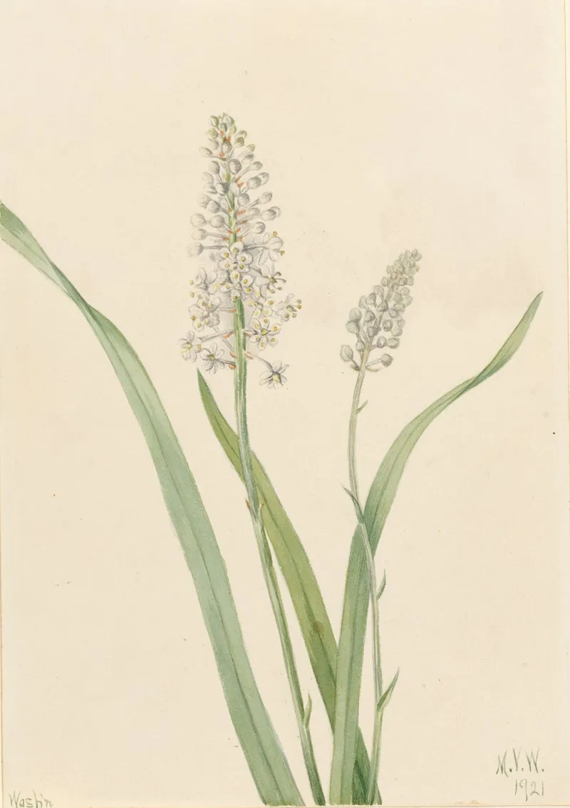 Crowpoison Chrosperma Muscaetoxicum 2