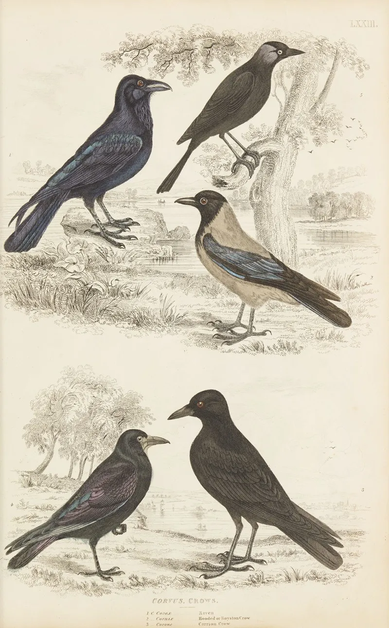Crows 2 Wall Art by William MacGillivray - High-Resolution Digital Print