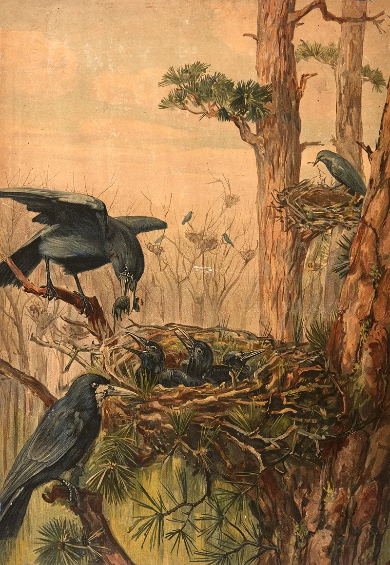 Crows 3 Wall Art by Paul Flanderky - High-Resolution Digital Print